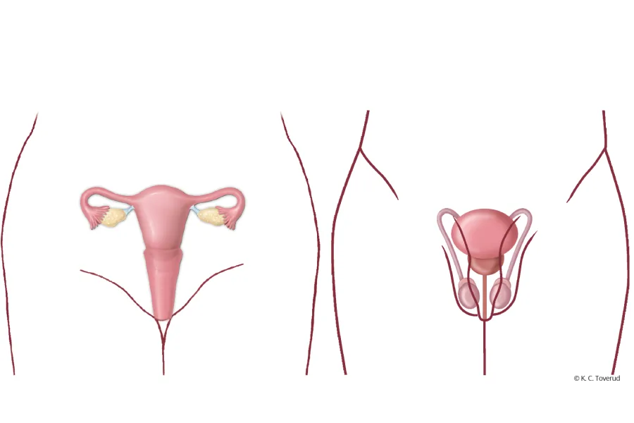 Vaginizm - funksional cinsi patologiyaların müalicəsi